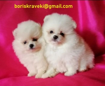 Pomeranian puppy available! 