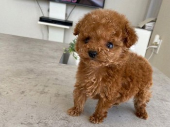 Beautiful  Poodle Puppies