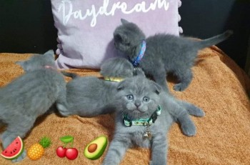 Adorable Scottish Kittens For Sale