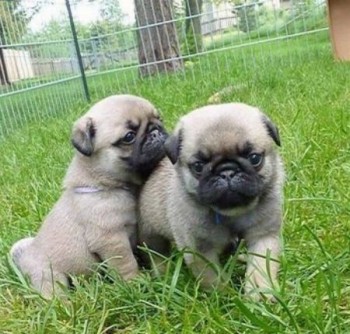Gorgeous Pug  puppies 