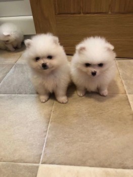 Beautiful Pomeranian puppies Available f