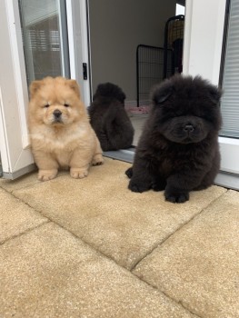 Extra Chamming Chow Chow Puppies
