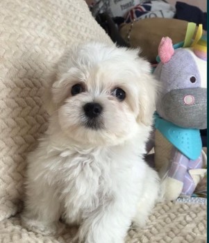 Cute and Adorable Maltese