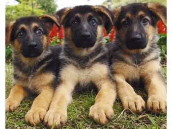 German Shepard  Puppies