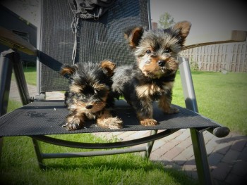 Healthy Yorkie Puppies For Re-homing