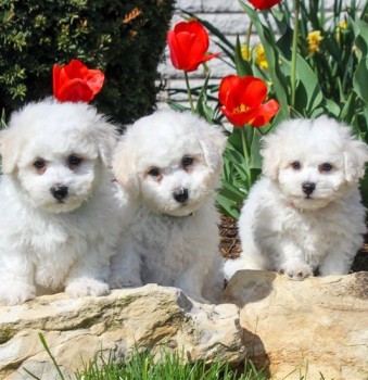 Bichon Puppies