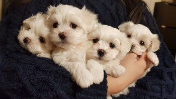 Cute and Adorables Maltese
