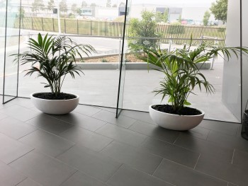 Indoor Plants For Office | Foliage Indoor Plant Hire
