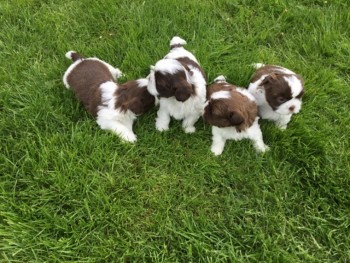 Registered Shih Tzu Puppies Our puppies 