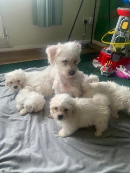 Tiny Cute Maltese Dogs!!!