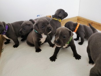 Blue Staffordshire Bull Terrier Pups
