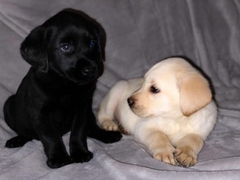 Pedigree Labrador Puppies