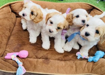 Beautiful Cavapoochon Puppies For Sale