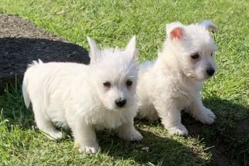 Beautiful Yorkshire Terrier puppies 