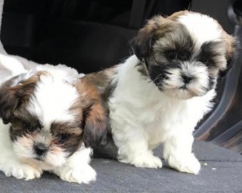 Shitzus Puppies For Sale