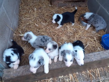 8 Beautiful Border Collie Pups For Sale