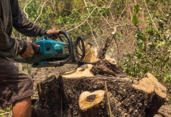 Affordable Stump and Root Removal in Prahran - Stump Removal Malvern