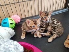  Bengal kittens for sale.