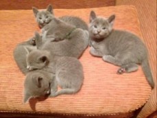 Russian Blue Kittens for sale.
