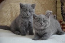 Beautiful British Shorthair Kittens for 