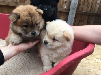 Extra Chaming Chow Chow Puppies