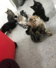 Maine Coon Kittens available now.