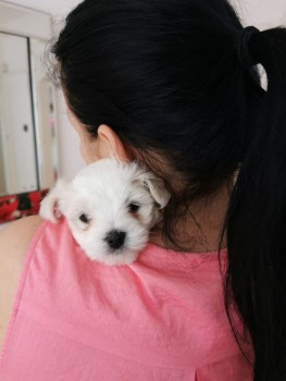 Maltese puppies for sale 
