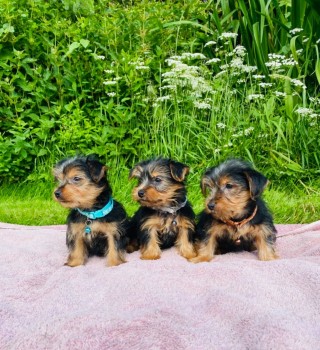 Yorkshire Terriers Available now