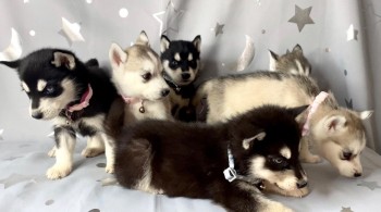 Beautiful Husky Puppies for sale.