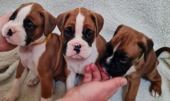  Red And White Boxer Puppies for sale.