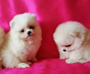 Pomeranian Puppies  Available 