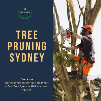 Tree Pruning Sydney Professionals