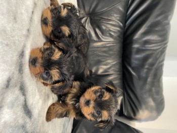 Yorkshire Terrier puppies 