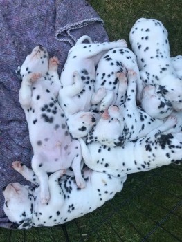 Adorable Dalmatian puppies here for Reho