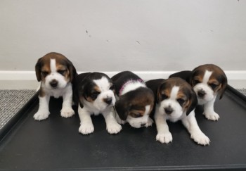  cute  Beagle Puppies ,