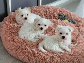cute Maltese Puppies