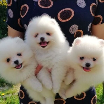 Pomeranian Puppies  