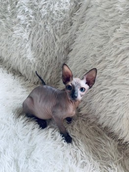 Sphynx and Bengal  kittens available for