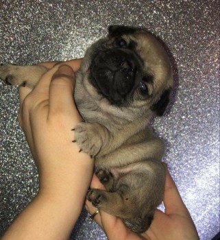 Ready Now.. Kc Registered Pug Puppies
