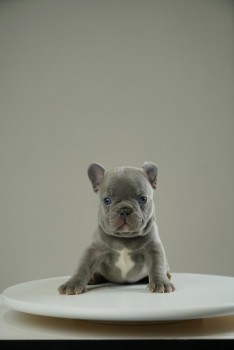  4 For Sale French Bulldog Puppy