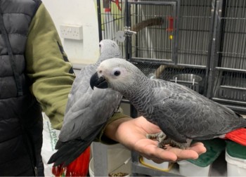 Hand Reared Baby African Grey