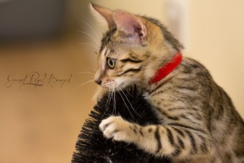 Beautiful Bengal Kittens - Price Reduced