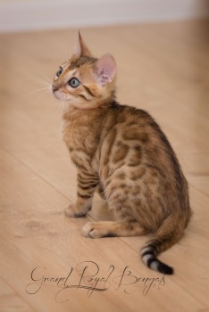 Gorgeous Rosetted Bengals