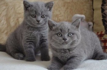  9 High Quality British Shorthair Kitten