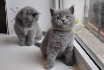 Beautiful British Shorthair Kittens