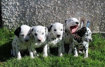 Dalmatian Puppies ready for their foreve