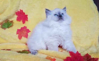 Gccf Registered Blue Ragdoll Kitten
