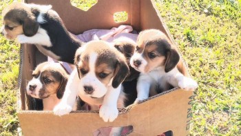 Delightful Beagle Puppies