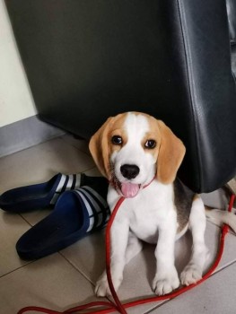 Amazing Beagle Puppie For Sale
