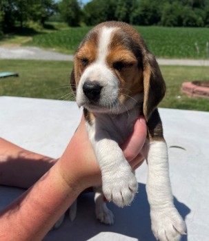 Astonishing Beagle Puppies For Sale
